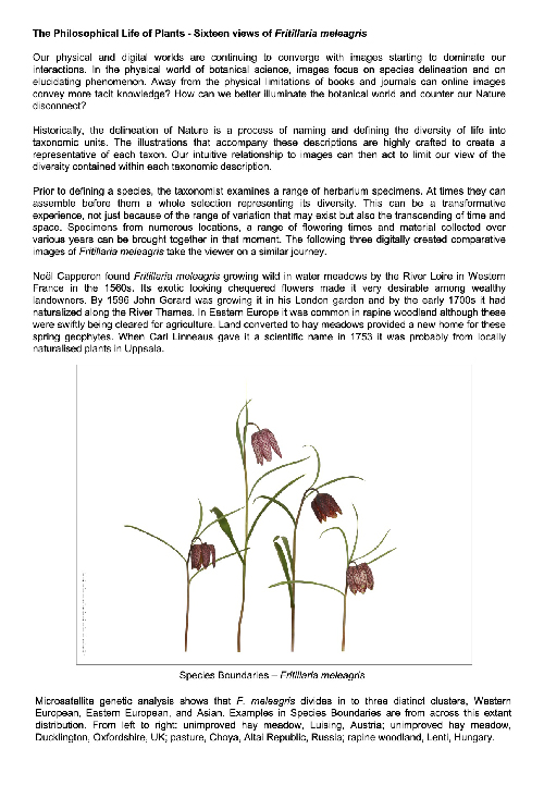 16 Views of Fritillaria meleagris