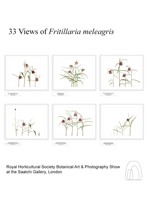 33 views of Fritillaria meleagris