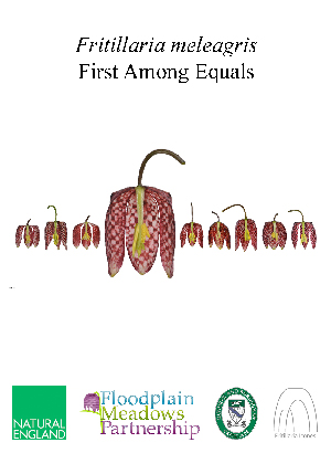Fritillaria meleagris - First Among Equals