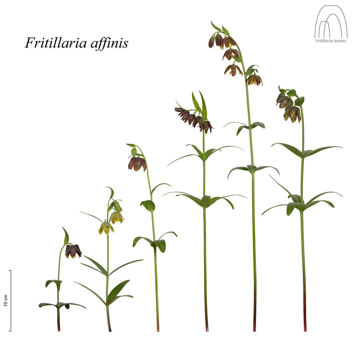 Species Boundaries: Fritillaria affinis 