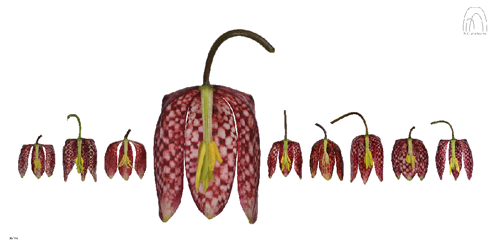 Fritillaria meleagris Flowers
