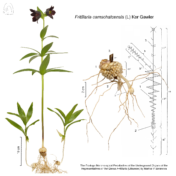 Fritillaria camschatcensis