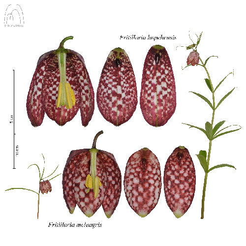 Fritillaria hupehensis